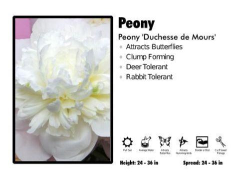 Paeonia 'Duchesse de Nemours' Peony