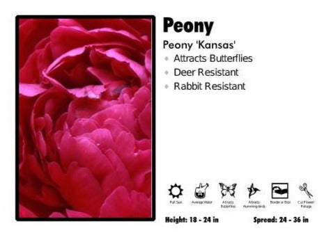 Peony ‘Kansas’ Peony