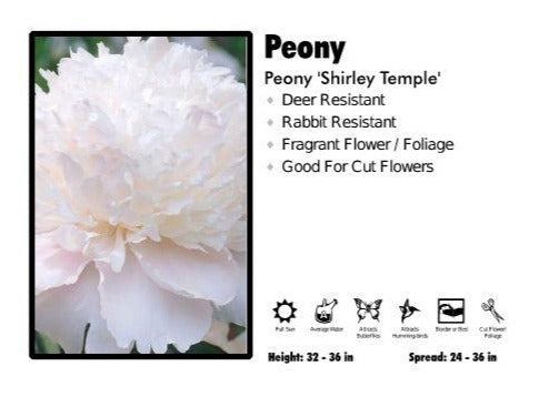 Paeonia ‘Shirley Temple’ Peony