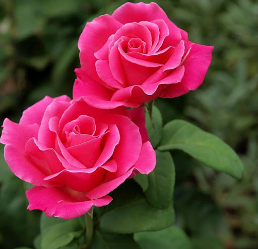 Rose - Perfume Delight Hybrid Tea Deep Rose Pink