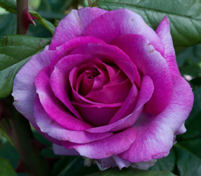 Rose - Perfume Factory Hybrid Tea Lavender Fragrant