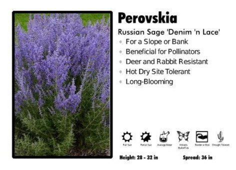 Perovskia ‘Denim n Lace’ Russian Sage