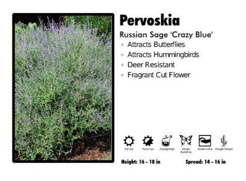 Pervoskia  'Crazy Blue’ Russian Sage