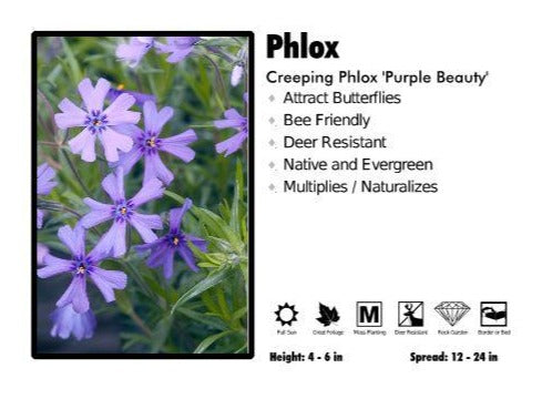 Phlox ‘Purple Beauty’ Creeping Phlox