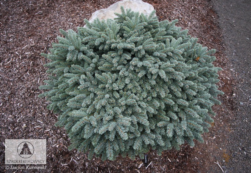 Spruce - Dwarf Waldbrunn Colorado