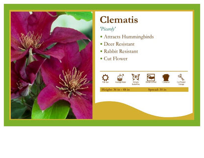 Clematis 'Picardy'