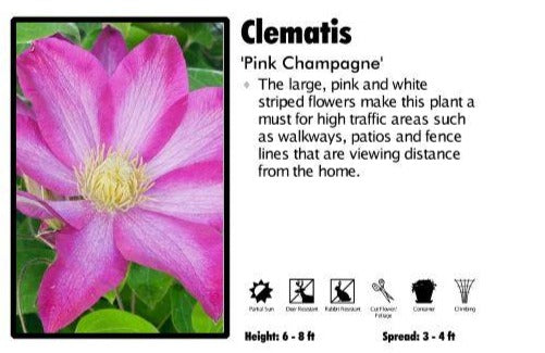 Clematis 'Pink Champagne'