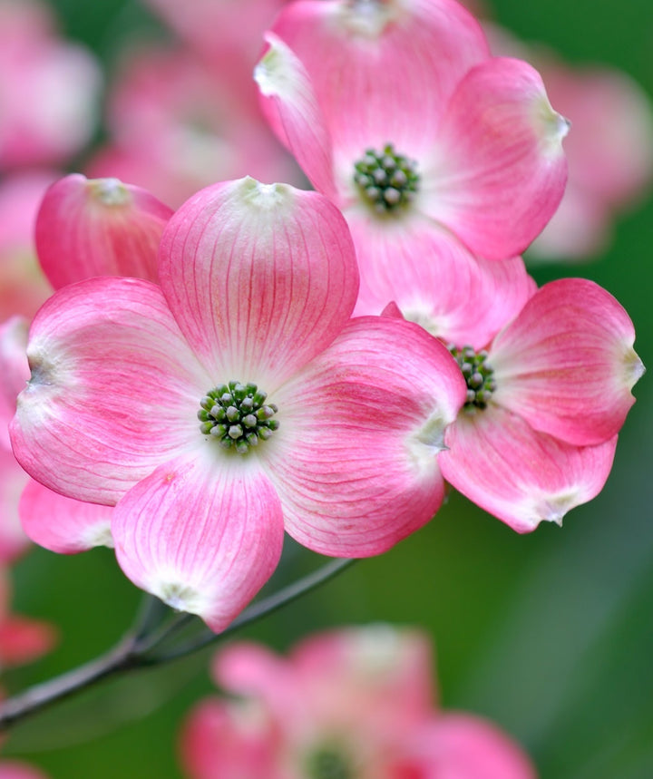 Dogwood - Pink Flowering