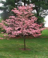 Dogwood - Pink Flowering