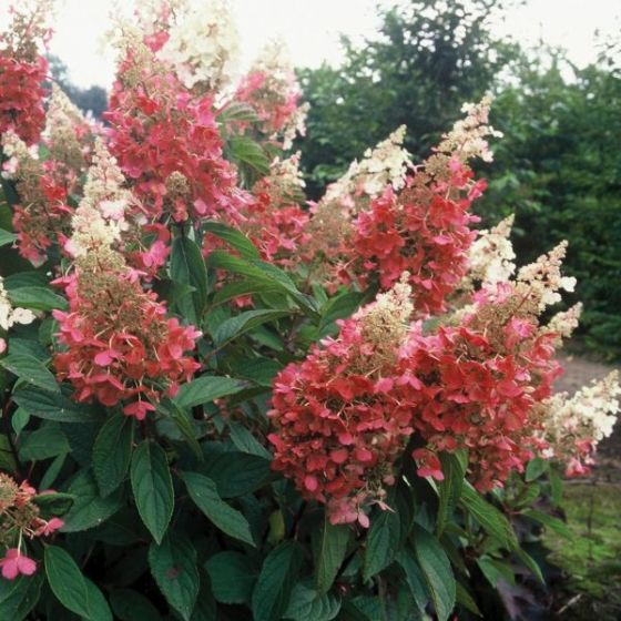 Hydrangea - Pinky Winky
