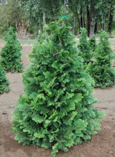 Hinoki Cypress - Compact