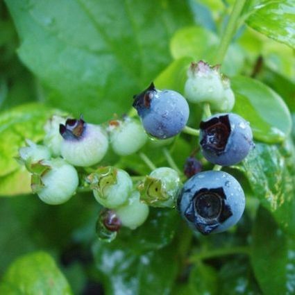 Blueberry - Polaris