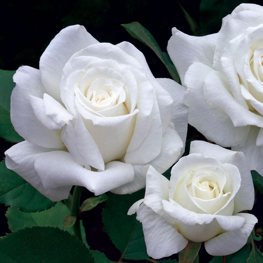 Rose - Pope John Paul II Hybrid Tea