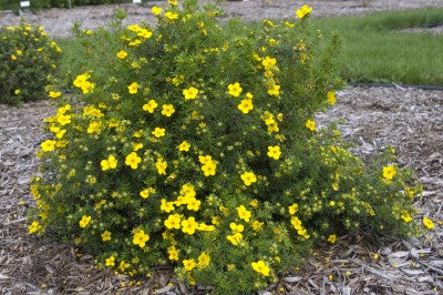 Potentilla - Gold Finger Yellow