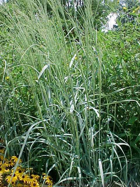 Grass - Prairie Sky Switch