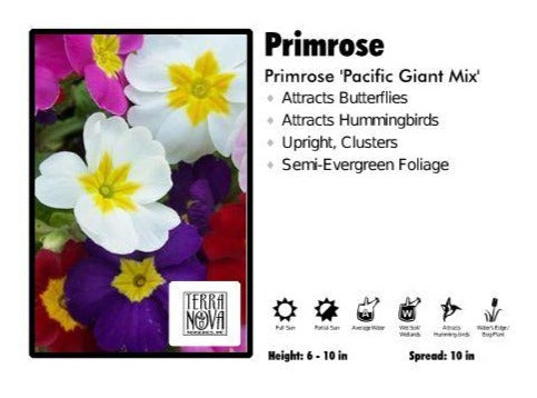 Primula ‘Gigantea Mix’ Primrose