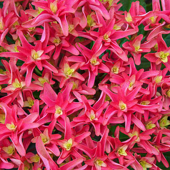 Hydrangea - Princess Diana Pink