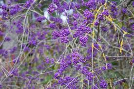 Beautyberry - Profusion Purple