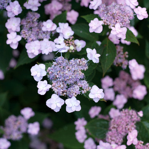 Hydrangea - Tiny Tuff Stuff