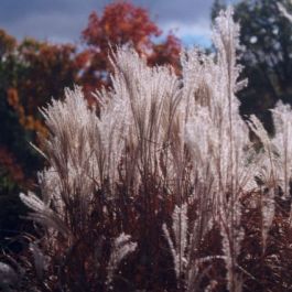 Maiden Grass - Flame/Purple