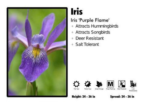 Iris 'Purple Flame' Iris
