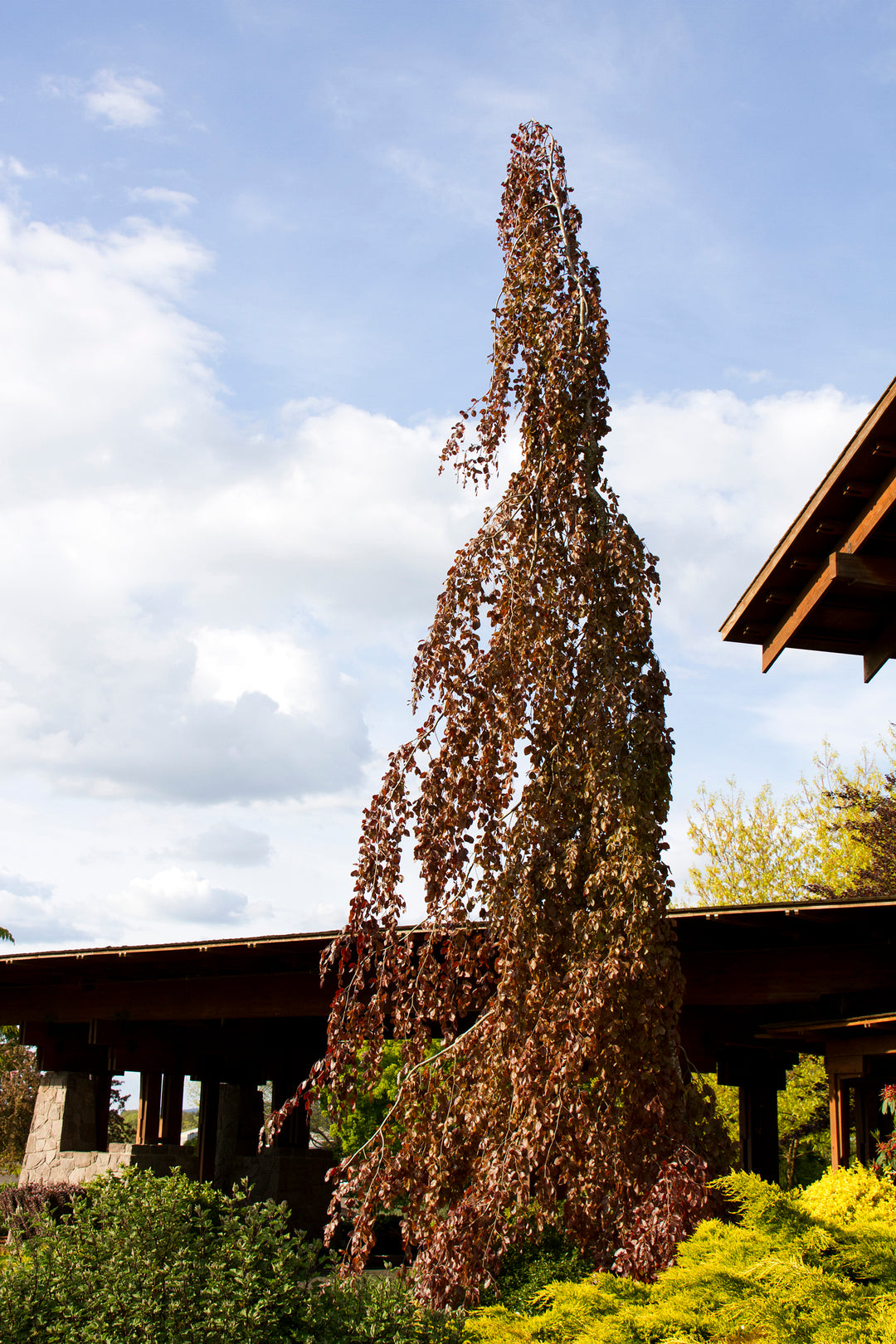 Beech - Purple Fountain Weeping