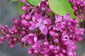 Lilac - Purple Glory