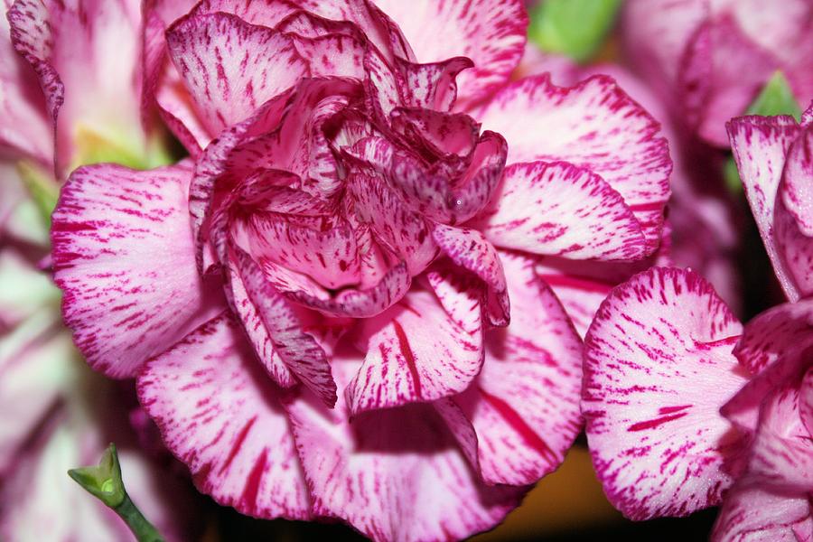 Rose - Purple Tiger Floribunda