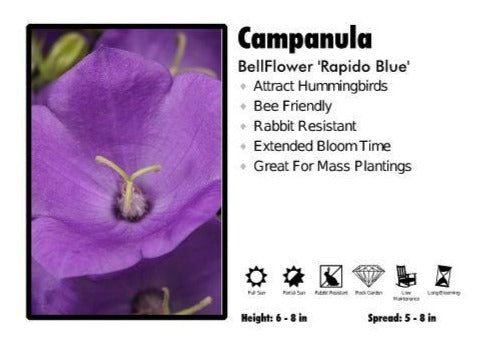 Campanula ‘Rapido Blue’ Bellflower