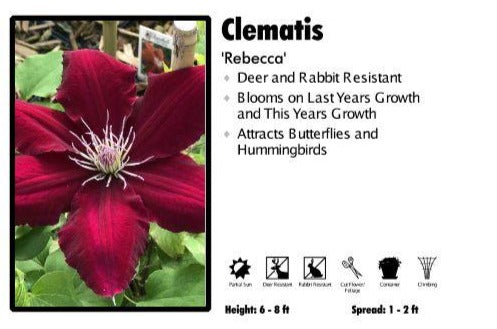 Clematis 'Rebecca'