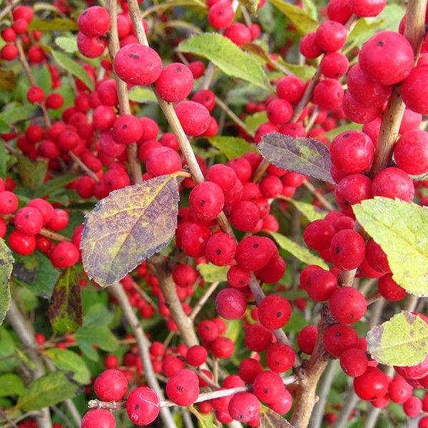 Winterberry - Red Sprite Dwarf