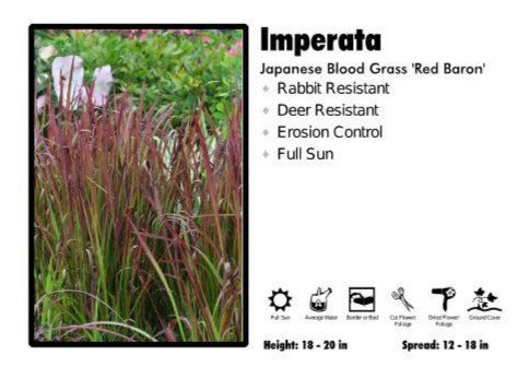 Imperata 'Red Baron' Japanese Blood Grass