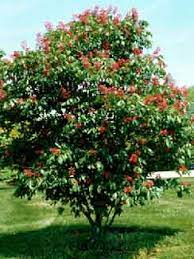 Buckeye - Red Tree