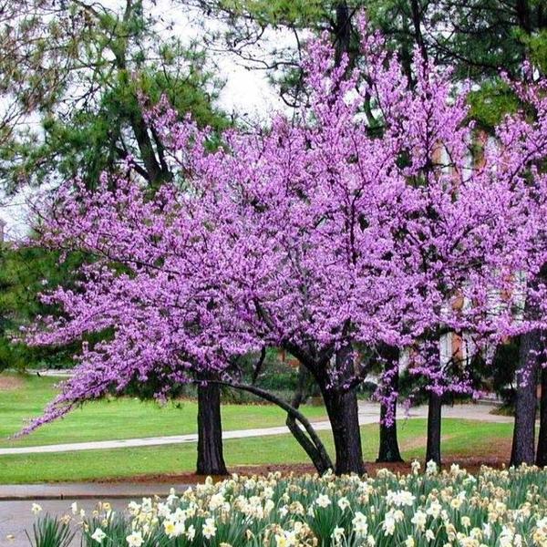 Redbud - Forest Pansy