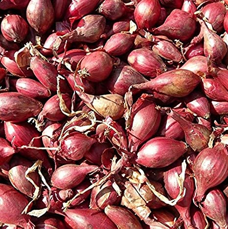 Onion Sets - Red - 1lb.