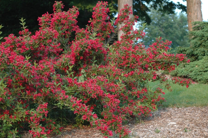 Weigela - Red Prince