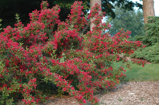Weigela - Red Prince