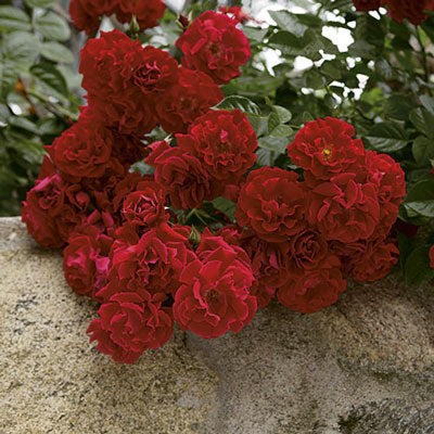 Rose - Red Ribbons Groundcover