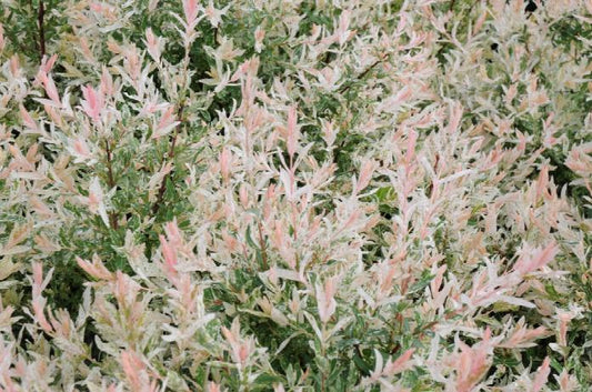 Willow - Hakuro Nishiki Flamingo