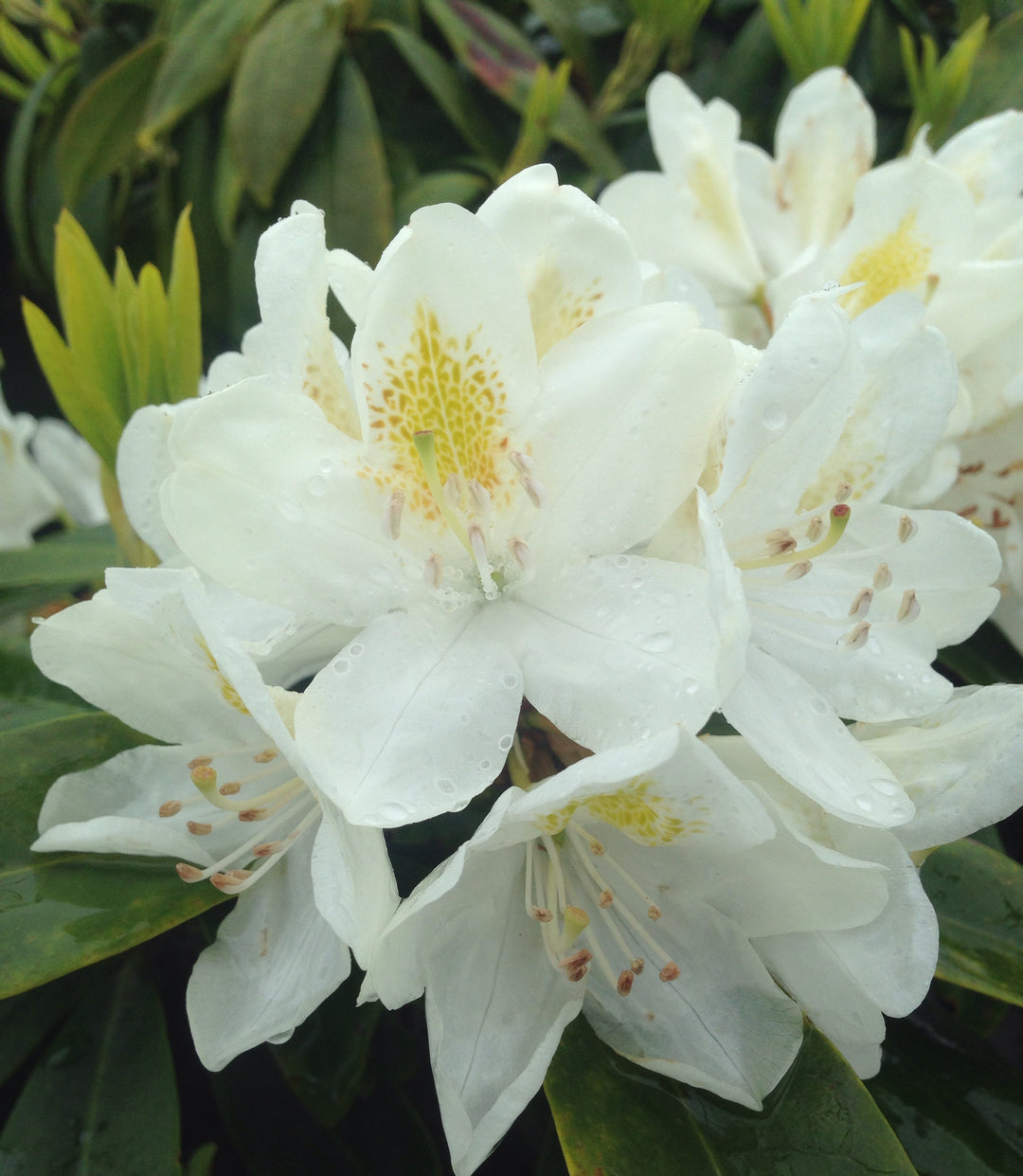 Rhododendron - Chionoides White