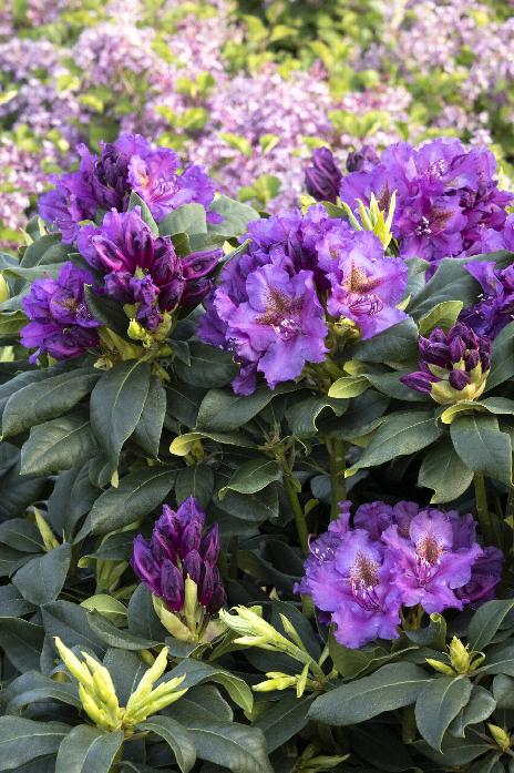 Rhododendron - Lee's Dark Purple