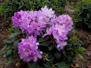 Rhododendron - Minnetonka