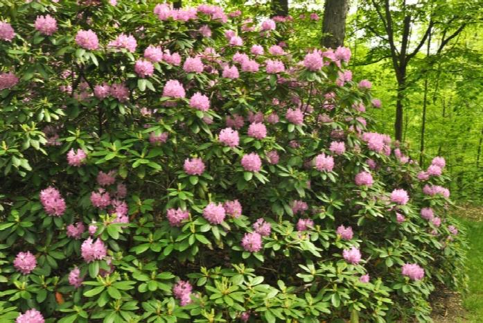 Rhododendron - Roseum Pink