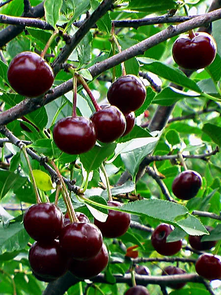 Cherry - Romeo
