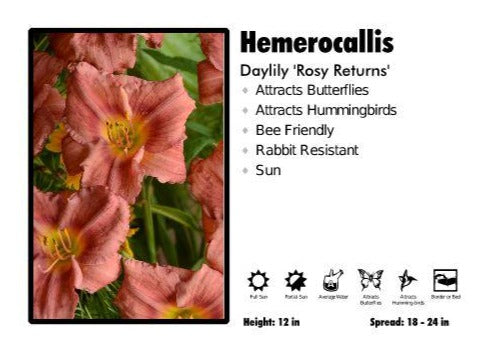 Hemerocallis ‘Rosy Returns’ Day Lily