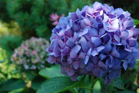 Hydrangea - Royal Purple