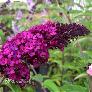 Butterfly Bush - Royal Red