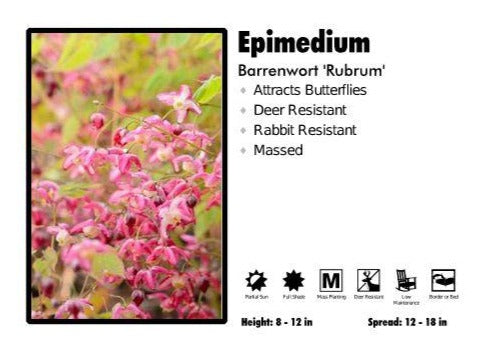 Epimedium ‘Rubrum’ Barrenwort