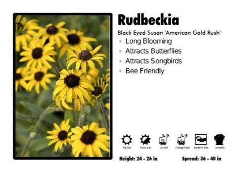 Rudbeckia ‘American Gold Rush’ Black Eyed Susan
