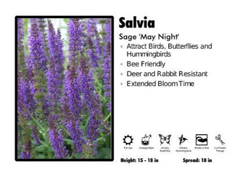 Salvia 'May Night' Sage
